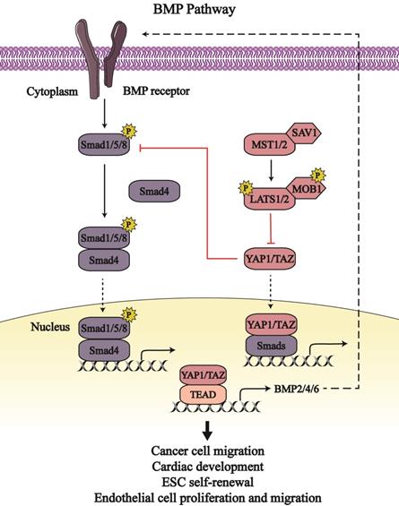 Role Of Hippo Yap Taz Pathway And Its Crosstalk In Cardiac Biology