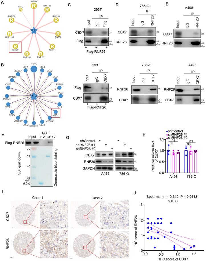 The Rnf Cbx Axis Modulates The Tnf Pathway To Promote Cell