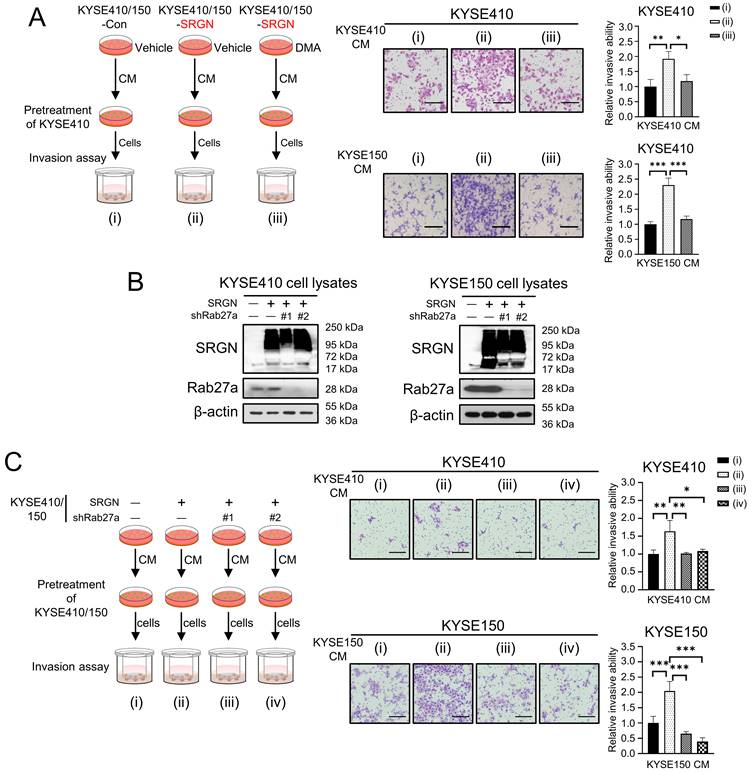 M Pr And Ephb Rich Exosomes Secreted By Serglycin Overexpressing