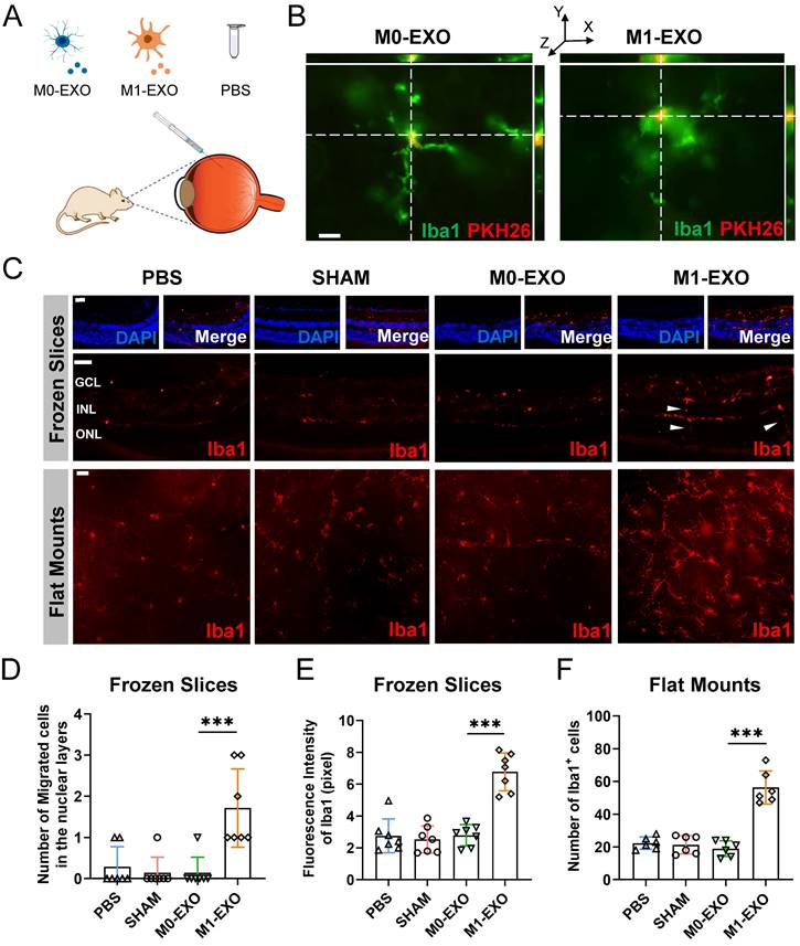 M Microglia Derived Exosomes Promote Activation Of Resting Microglia