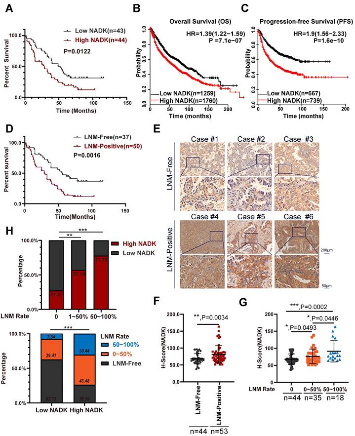 Nicotinamide Adenine Dinucleotide Kinase Promotes Lymph Node Metastasis