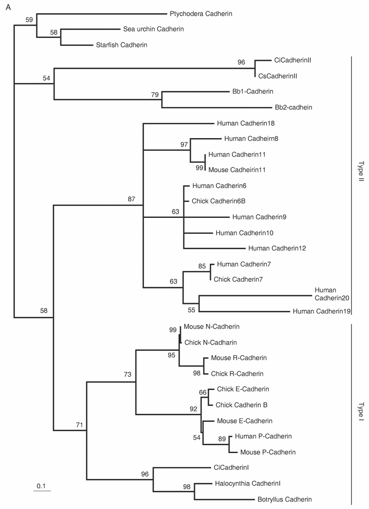 Int J Biol Sci Image