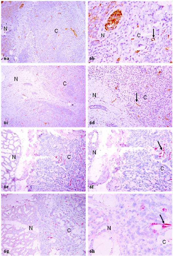 Int J Biol Sci Image