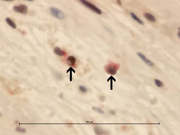 Int J Biol Sci Image