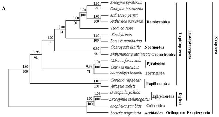 Int J Biol Sci Image