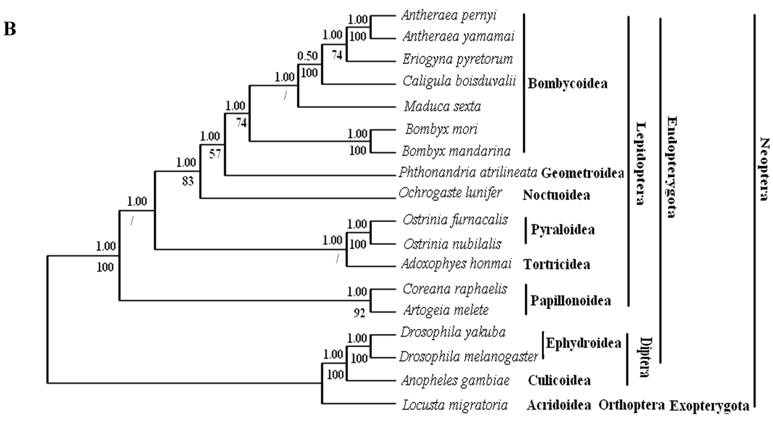 Int J Biol Sci Image
