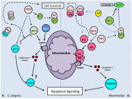 Int J Biol Sci Image