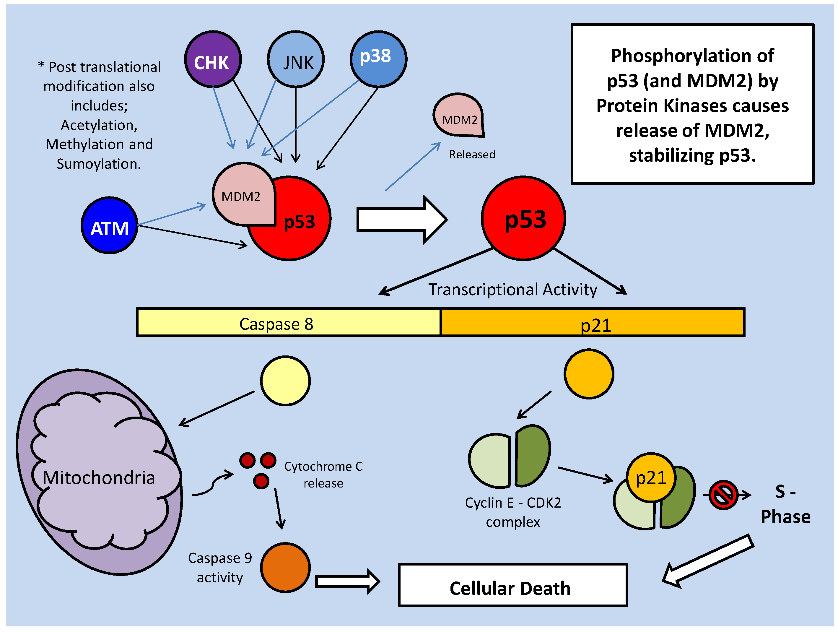 Int J Biol Sci Image