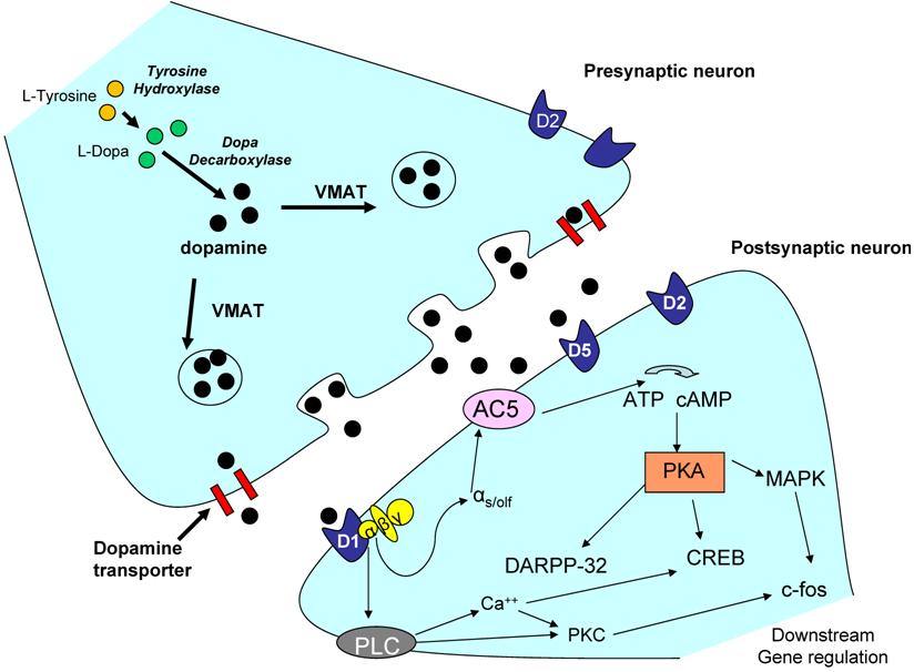 Int J Biol Sci Image