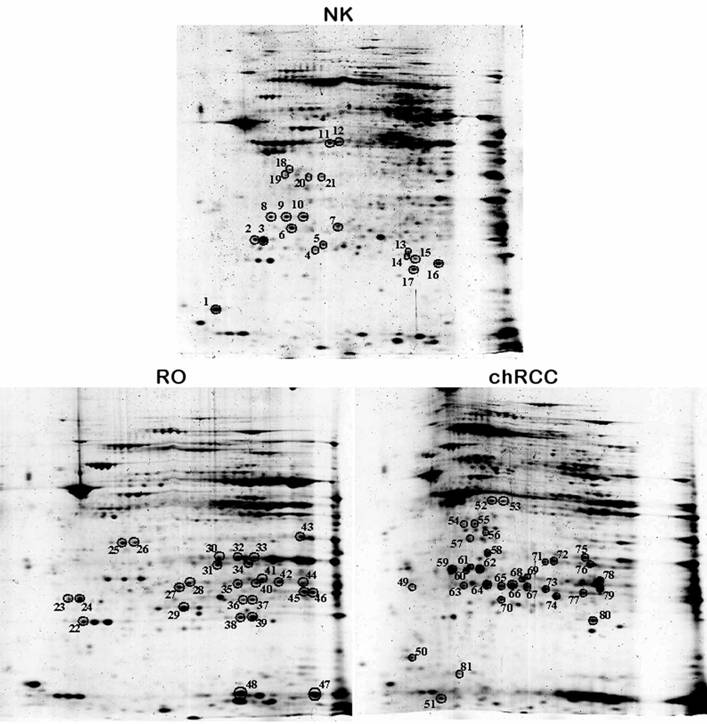 Int J Biol Sci Image