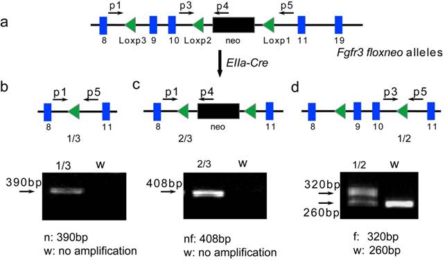 Int J Biol Sci Image