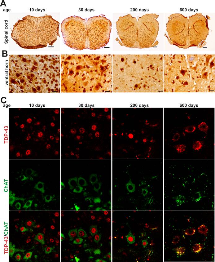 Int J Biol Sci Image