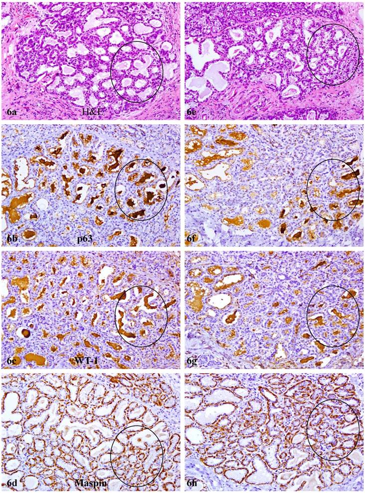Int J Biol Sci Image
