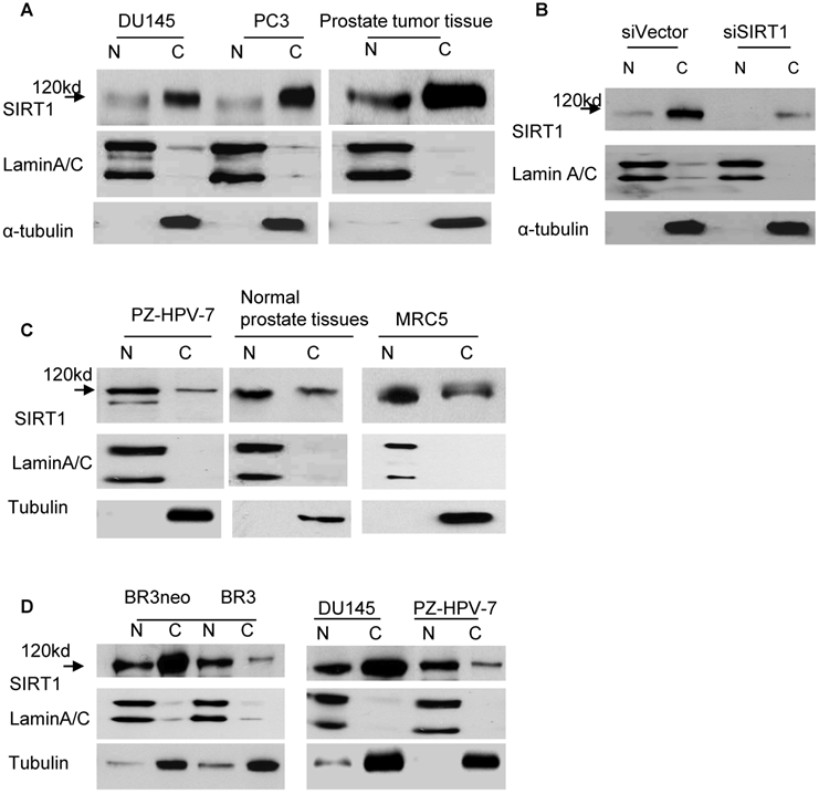 Aberrant Cytoplasm Localization and Protein Stability of ...