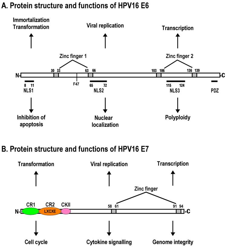Int J Biol Sci Image