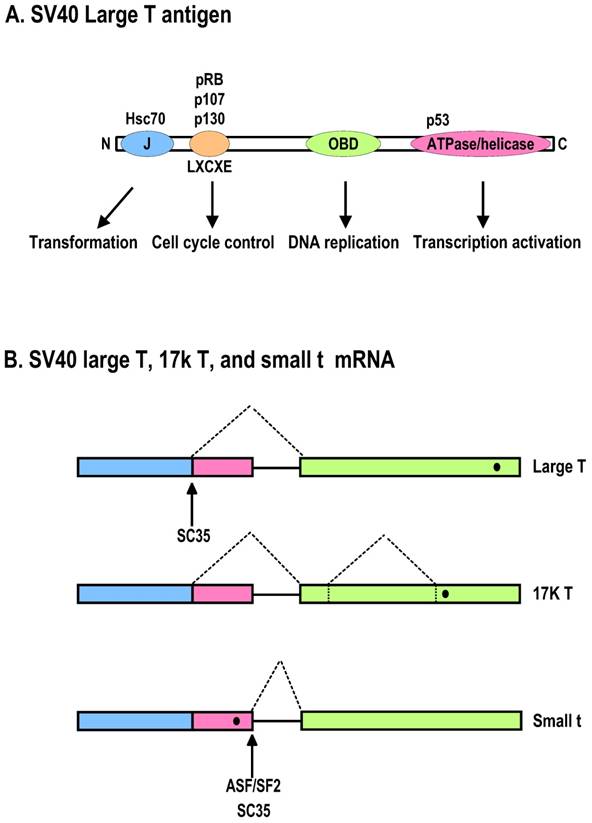 Int J Biol Sci Image