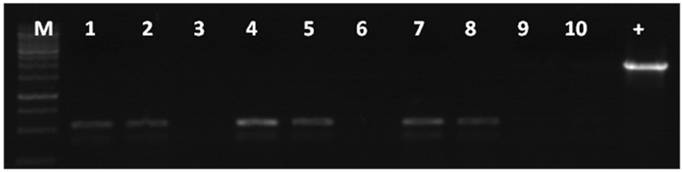 Int J Biol Sci Image