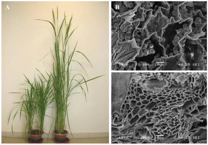 Int J Biol Sci Image