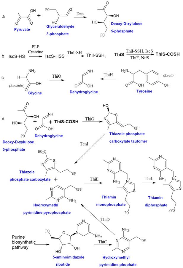 D d синтез. Глицин тирозин. Тиамина фосфат. Глицин тирозин реакция. Thiazole biosynthesis.