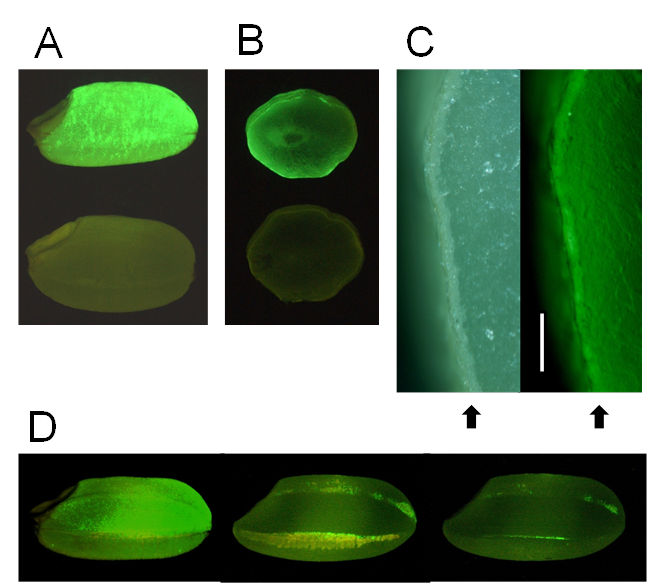 Int J Biol Sci Image