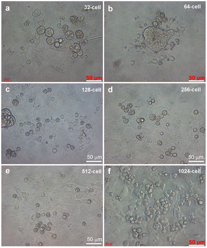 Medaka Cleavage Embryos Are Capable of Generating ES-Like Cell Cultures