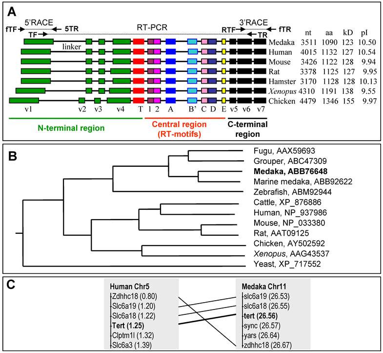 Int J Biol Sci Image