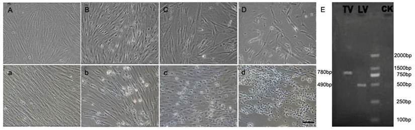 Int J Biol Sci Image