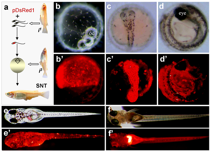 Int J Biol Sci Image