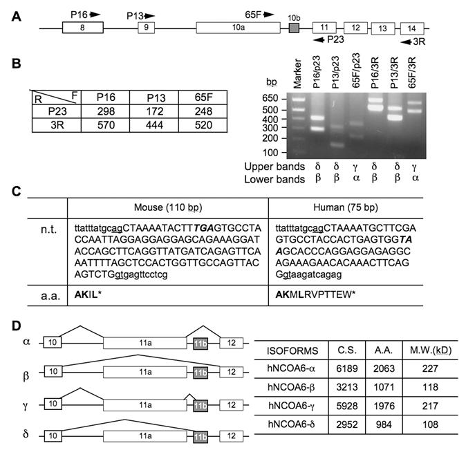 Int J Biol Sci Image