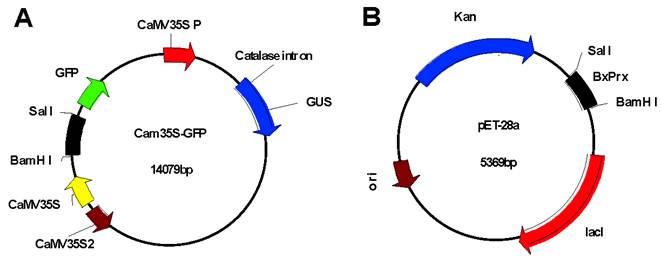 Int J Biol Sci Image