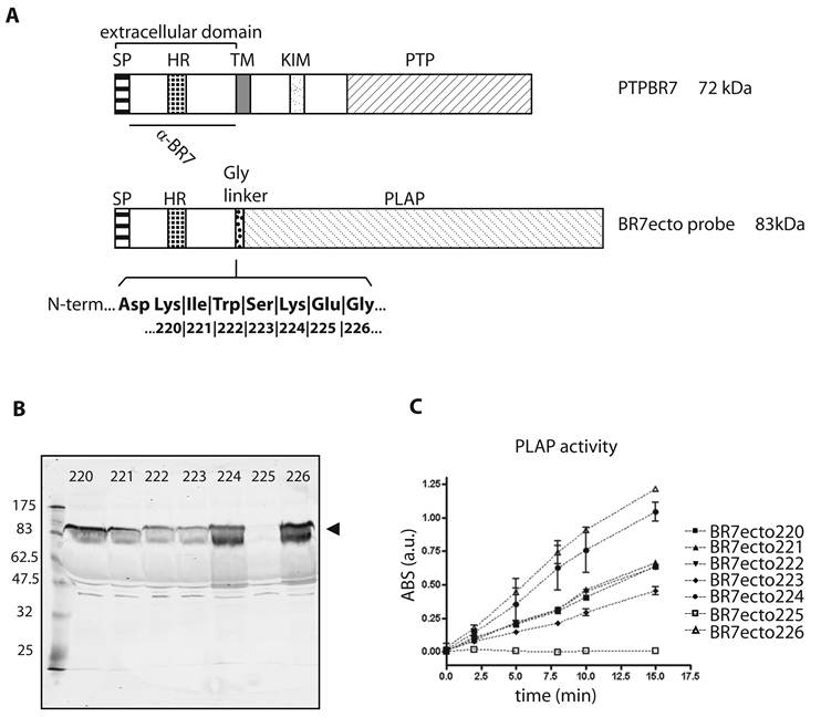 Int J Biol Sci Image