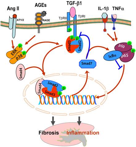 Int J Biol Sci Image