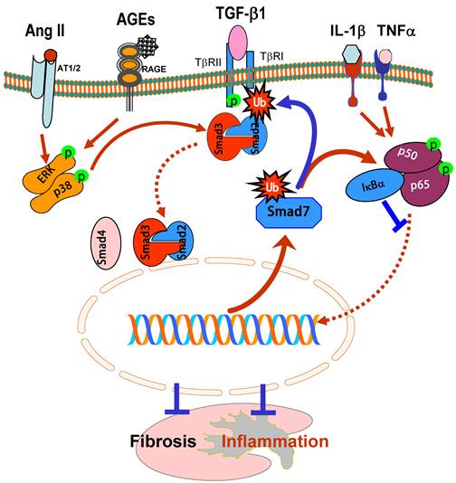 Int J Biol Sci Image