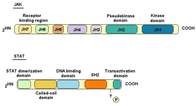 Int J Biol Sci Image