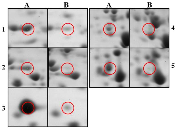 Int J Biol Sci Image