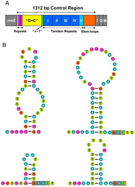 Int J Biol Sci Image