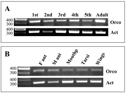 Int J Biol Sci Image