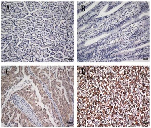 Int J Biol Sci Image