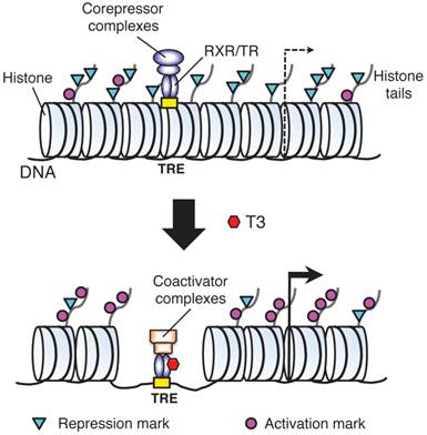 Int J Biol Sci Image