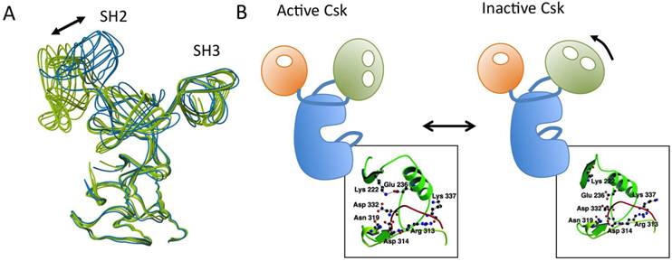 Int J Biol Sci Image