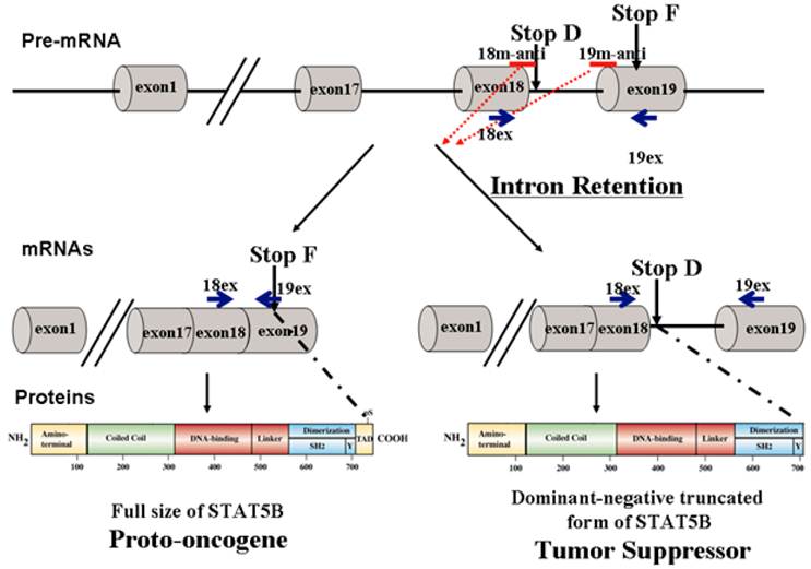 Int J Biol Sci Image