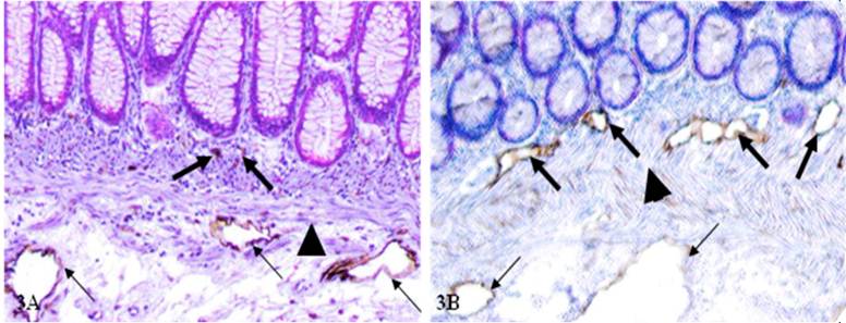 Int J Biol Sci Image