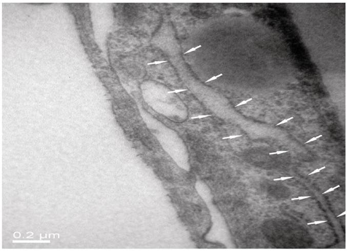 Int J Biol Sci Image