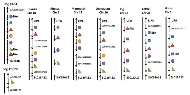 Int J Biol Sci Image