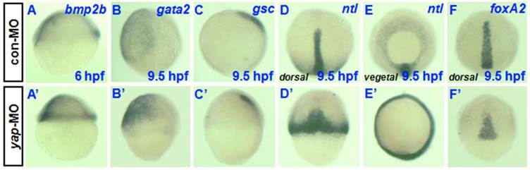 Int J Biol Sci Image