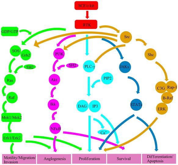 Int J Biol Sci Image