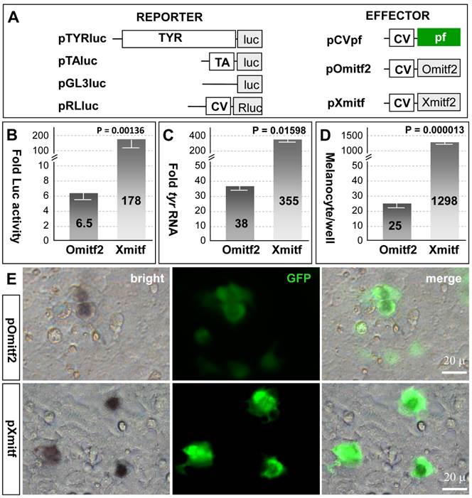 Int J Biol Sci Image