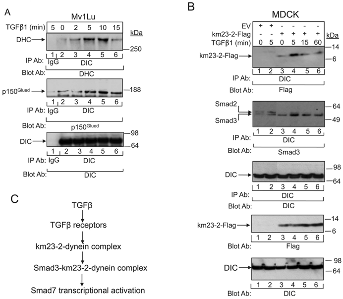 Int J Biol Sci Image