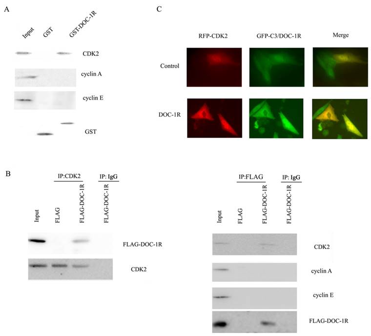 Int J Biol Sci Image