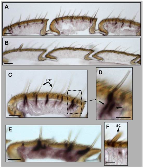 Int J Biol Sci Image